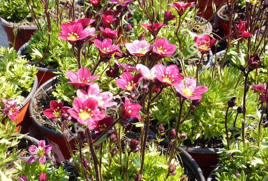 Lomikámen arendsův 'Red Cap' - Saxifraga x arendsii 'Red Cap'
