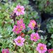 Lomikámen arendsův 'Red Cap' - Saxifraga x arendsii 'Red Cap'