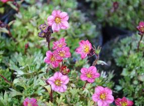 Lomikámen arendsův 'Red Cap' - Saxifraga x arendsii 'Red Cap'