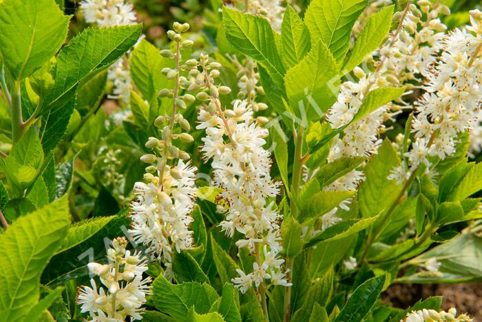 Jochovec olšolistý 'Humming Bird' - Clethra alnifolia 'Humming Bird'