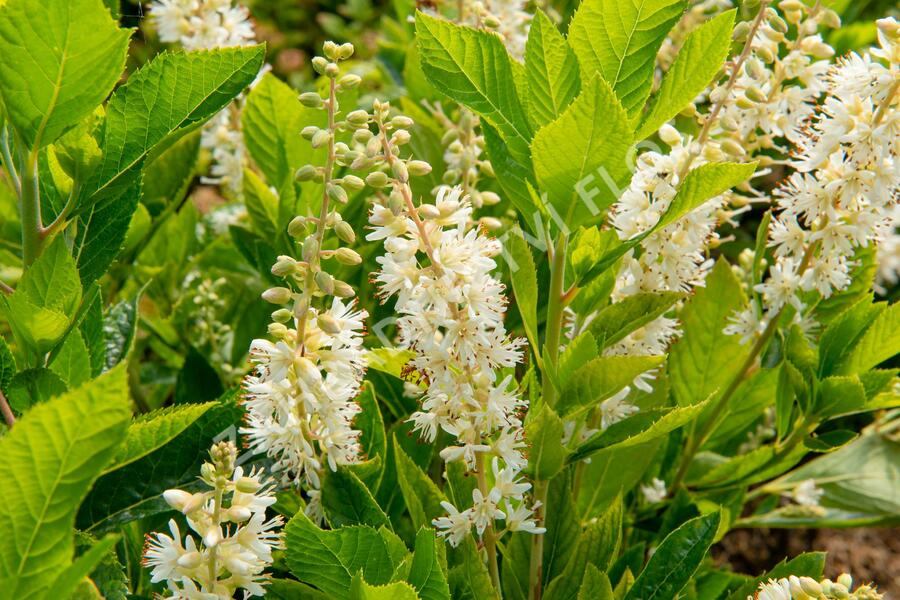 Jochovec olšolistý 'Humming Bird' - Clethra alnifolia 'Humming Bird'