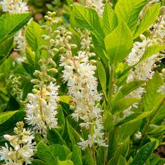 Jochovec olšolistý 'Humming Bird' - Clethra alnifolia 'Humming Bird'