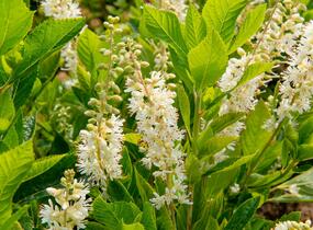 Jochovec olšolistý 'Humming Bird' - Clethra alnifolia 'Humming Bird'