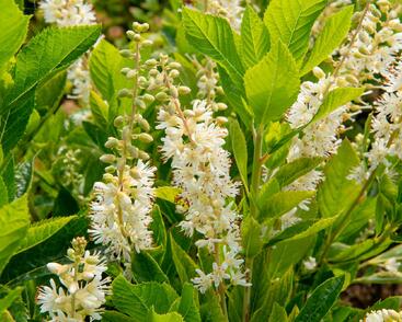 Jochovec olšolistý 'Humming Bird'