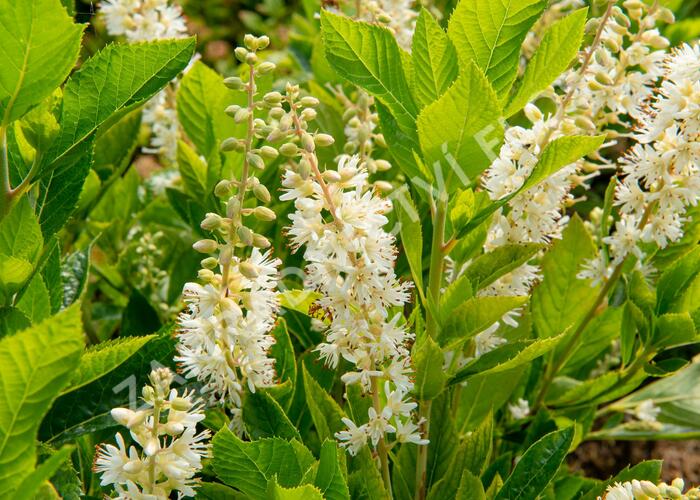 Jochovec olšolistý 'Humming Bird' - Clethra alnifolia 'Humming Bird'