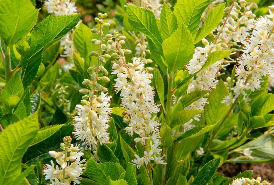Jochovec olšolistý 'Humming Bird' - Clethra alnifolia 'Humming Bird'