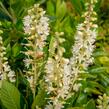 Jochovec olšolistý 'Humming Bird' - Clethra alnifolia 'Humming Bird'