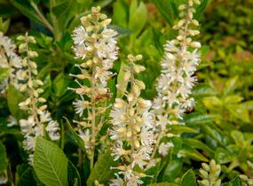 Jochovec olšolistý 'Humming Bird' - Clethra alnifolia 'Humming Bird'