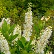 Jochovec olšolistý 'Humming Bird' - Clethra alnifolia 'Humming Bird'