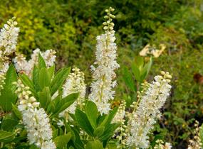 Jochovec olšolistý 'Humming Bird' - Clethra alnifolia 'Humming Bird'