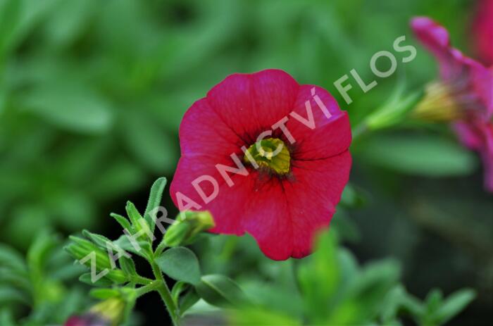 Minipetúnie, Million Bells 'Sweetbells Cherry Red Morn' - Calibrachoa 'Sweetbells Cherry Red Morn'