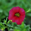 Minipetúnie, Million Bells 'Sweetbells Cherry Red Morn' - Calibrachoa 'Sweetbells Cherry Red Morn'