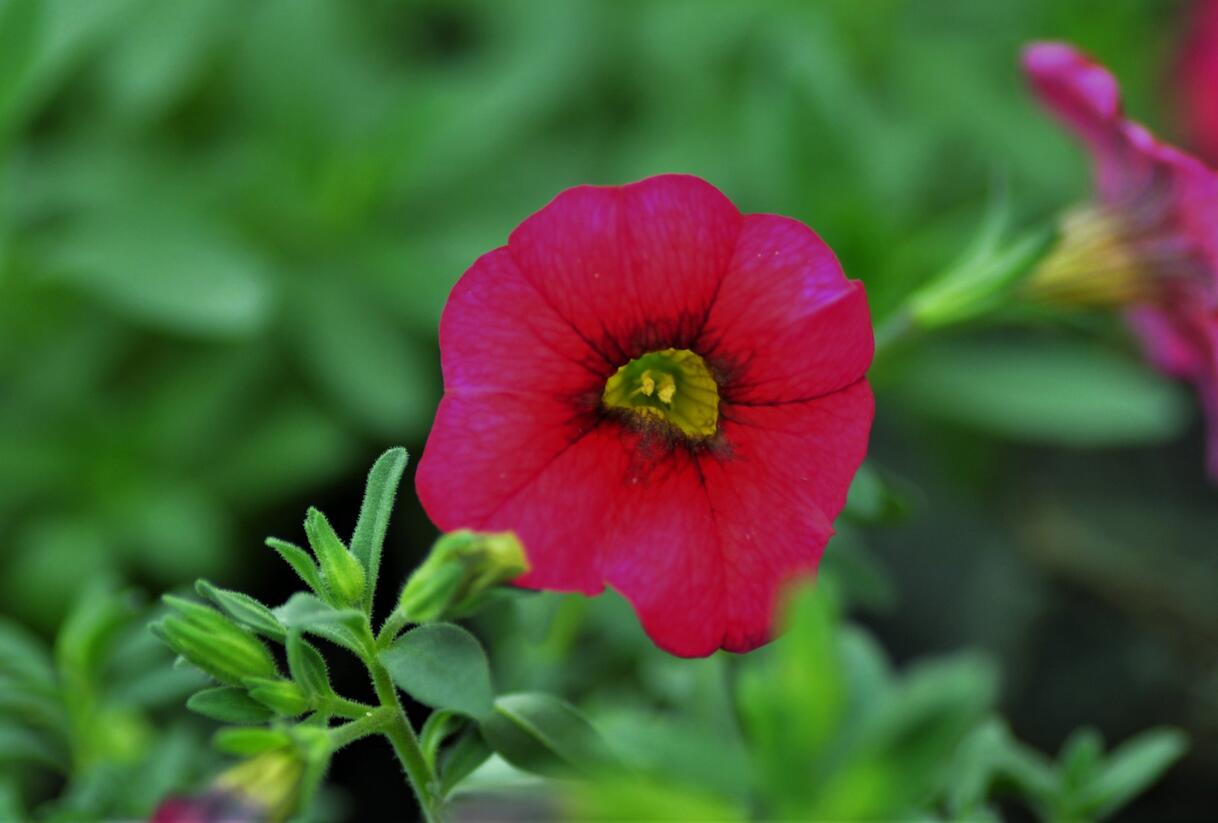 Minipetúnie, Million Bells 'Sweetbells Cherry Red Morn' - Calibrachoa hybrida 'Sweetbells Cherry Red Morn'