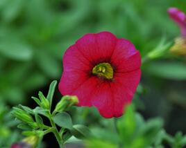 Minipetúnie, Million Bells 'Sweetbells Cherry Red Morn'