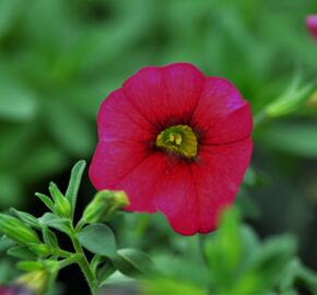 Minipetúnie, Million Bells 'Sweetbells Cherry Red Morn' - Calibrachoa 'Sweetbells Cherry Red Morn'