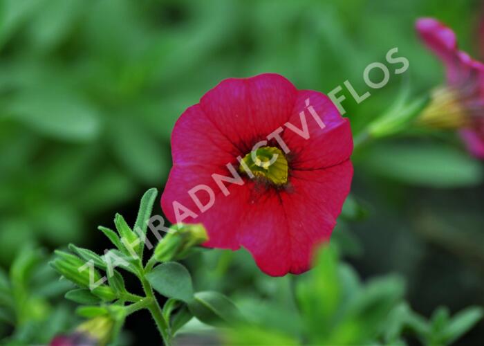 Minipetunie, Million Bells 'Sweetbells Cherry Red Morn' - Calibrachoa 'Sweetbells Cherry Red Morn'