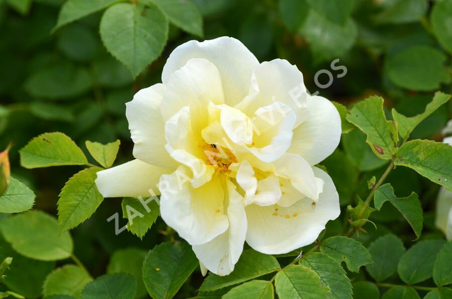 Růže svraskalá 'Gelbe Dagmar Hastrup' - Rosa rugosa 'Gelbe Dagmar Hastrup'