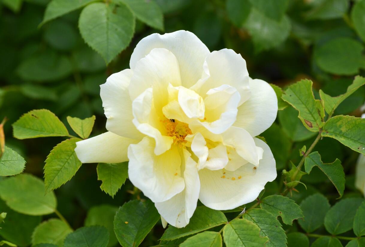 Růže svraskalá 'Gelbe Dagmar Hastrup' - Rosa rugosa 'Gelbe Dagmar Hastrup'