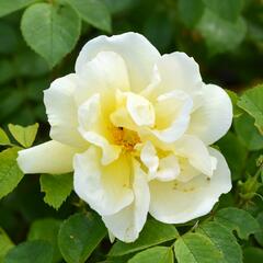 Růže svraskalá 'Gelbe Dagmar Hastrup' - Rosa rugosa 'Gelbe Dagmar Hastrup'