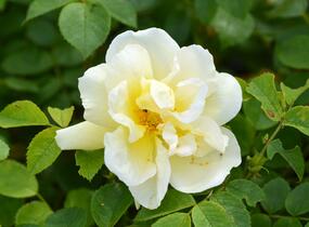 Růže svraskalá 'Gelbe Dagmar Hastrup' - Rosa rugosa 'Gelbe Dagmar Hastrup'