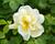 Růže svraskalá 'Gelbe Dagmar Hastrup'