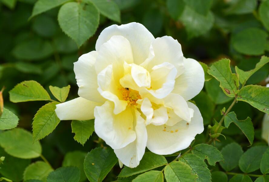 Růže svraskalá 'Gelbe Dagmar Hastrup' - Rosa rugosa 'Gelbe Dagmar Hastrup'