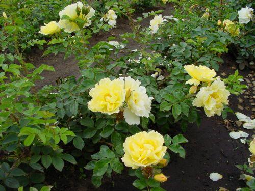 Růže svraskalá 'Gelbe Dagmar Hastrup' - Rosa rugosa 'Gelbe Dagmar Hastrup'