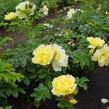 Růže svraskalá 'Gelbe Dagmar Hastrup' - Rosa rugosa 'Gelbe Dagmar Hastrup'