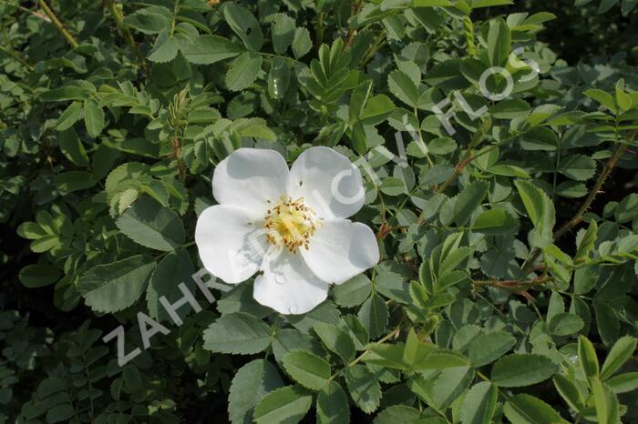 Růže bedrníkolistá - Rosa pimpinelifolia