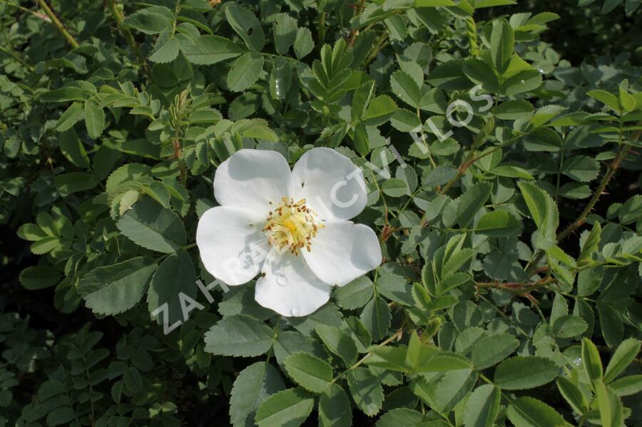 Růže bedrníkolistá - Rosa pimpinelifolia