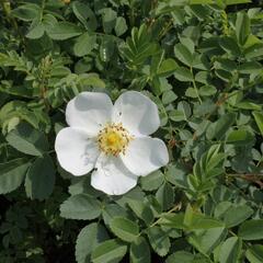 Růže bedrníkolistá - Rosa pimpinelifolia