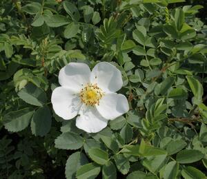 Růže bedrníkolistá - Rosa pimpinelifolia