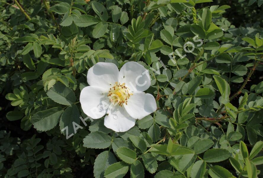 Růže bedrníkolistá - Rosa pimpinelifolia