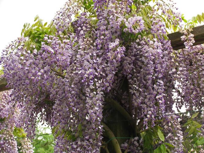 Vistárie úhledná 'Issai' - Wisteria formosa 'Issai'