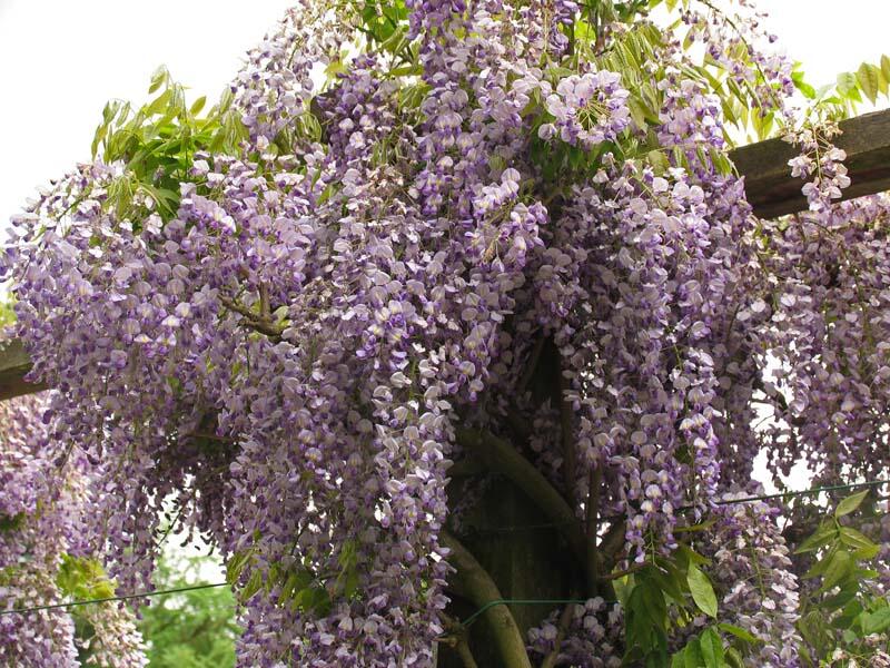 Vistárie úhledná 'Issai' - Wisteria formosa 'Issai'
