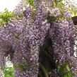 Vistárie úhledná 'Issai' - Wisteria formosa 'Issai'
