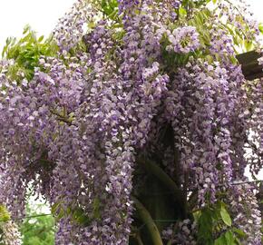 Vistárie úhledná 'Issai' - Wisteria formosa 'Issai'