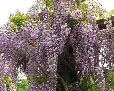 Vistárie úhledná 'Issai'