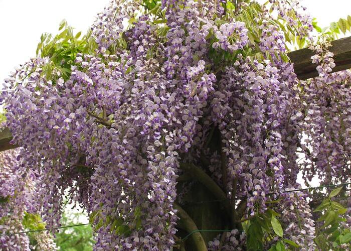 Vistárie úhledná 'Issai' - Wisteria formosa 'Issai'