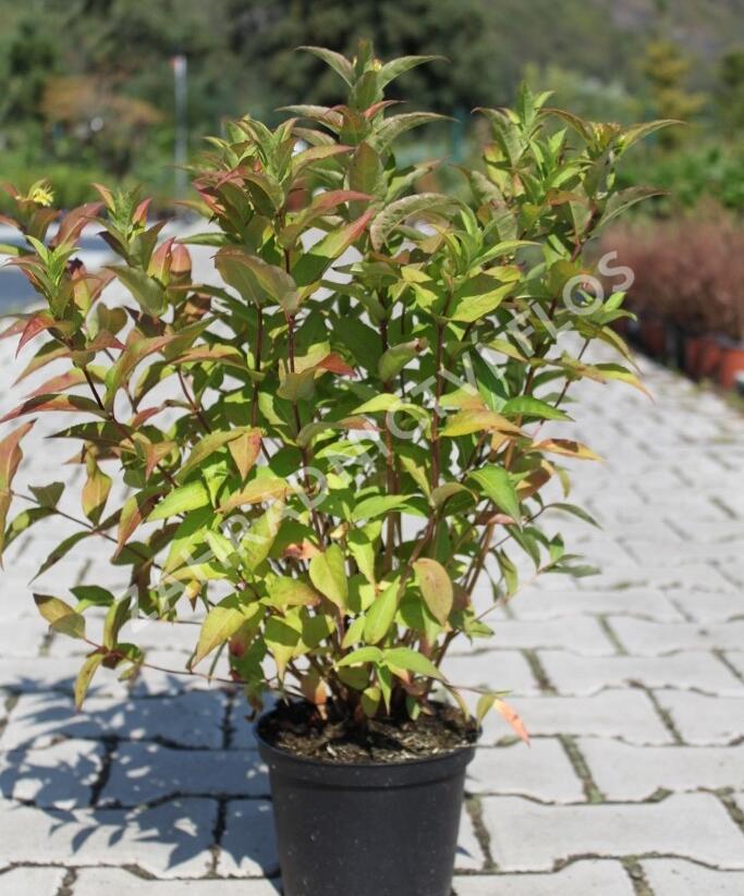 Zanice bezřapíčná 'Butterfly' - Diervilla sessilifolia 'Butterfly'