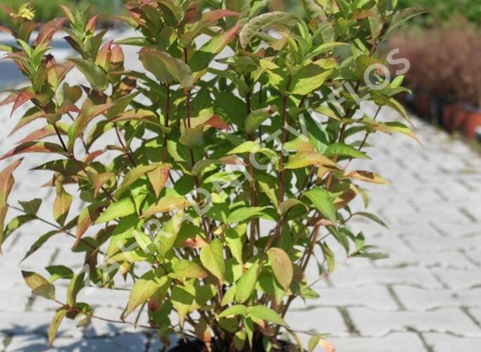 Zanice bezřapíčná 'Butterfly' - Diervilla sessilifolia 'Butterfly'