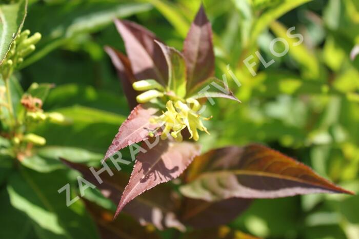 Zanice bezřapíčná 'Butterfly' - Diervilla sessilifolia 'Butterfly'