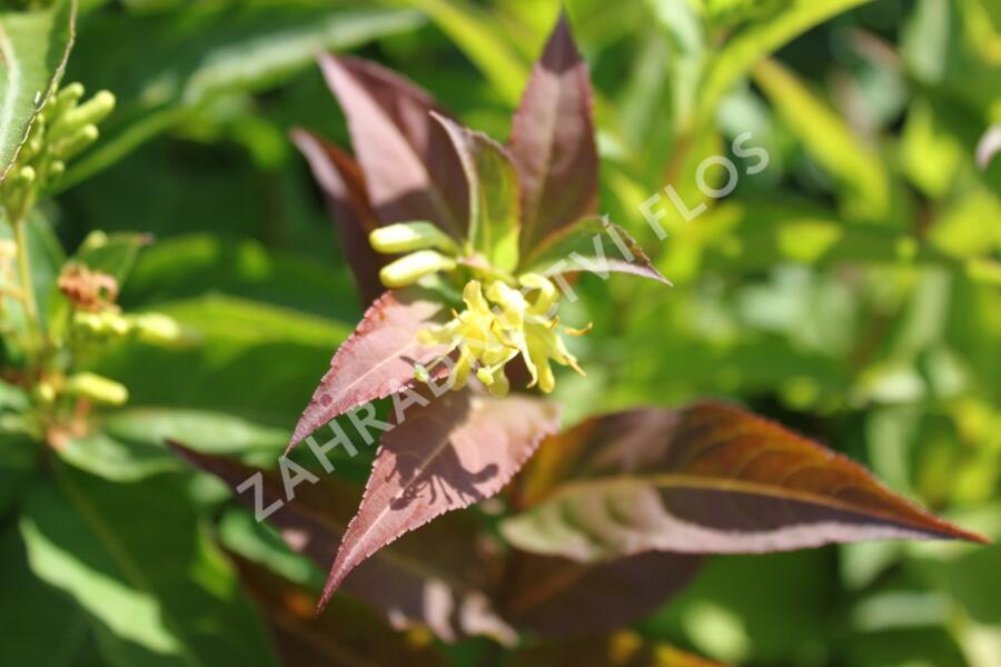 Zanice bezřapíčná 'Butterfly' - Diervilla sessilifolia 'Butterfly'