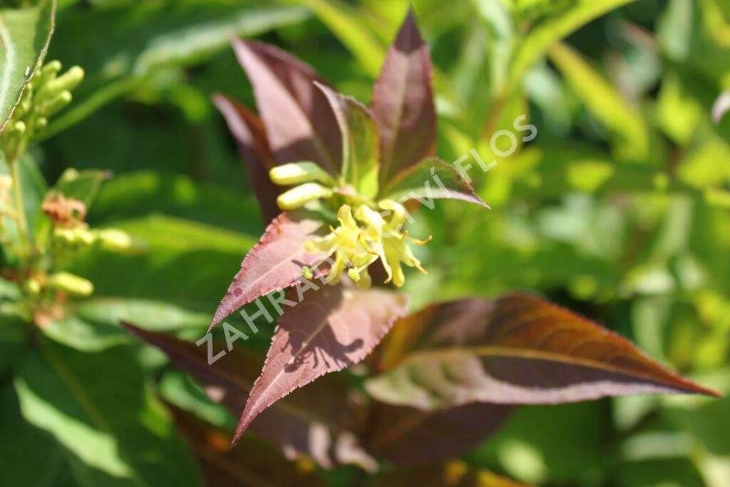 Zanice bezřapíčná 'Butterfly' - Diervilla sessilifolia 'Butterfly'