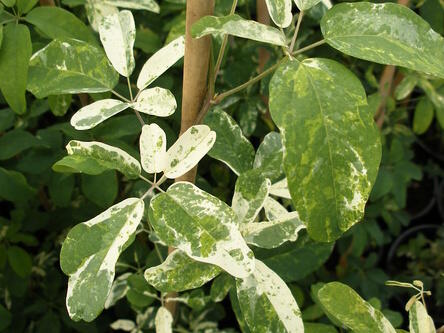 Akébie pětičetná 'Variegata' - Akebia quinata 'Variegata'