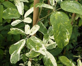 Akébie pětičetná 'Variegata'
