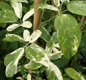 Akébie pětičetná 'Variegata' - Akebia quinata 'Variegata'