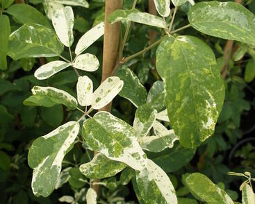 Akébie pětičetná 'Variegata'