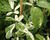 Akébie pětičetná 'Variegata'