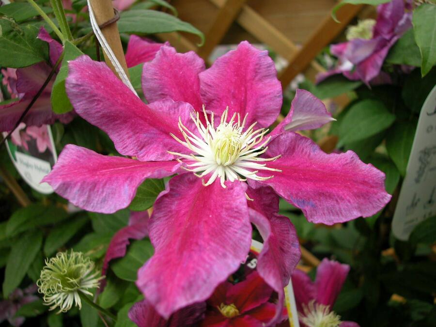 Plamének 'Hania' - Clematis 'Hania'